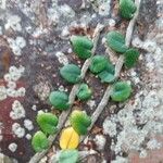 Microgramma vacciniifolia Ліст