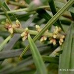 Podocarpus novae-caledoniae फूल