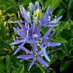 Camassia leichtlinii Blomst