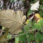 Rubus moluccanus Folha