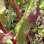 Cichorium endivia Blad