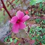 Hibiscus acetosella Λουλούδι