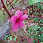 Hibiscus acetosella Цветок