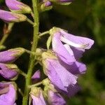 Desmodium cuspidatum Flor