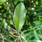 Syzygium aromaticum Leaf