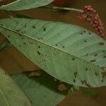 Isertia spiciformis Leaf