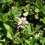 Trifolium thalii Flower