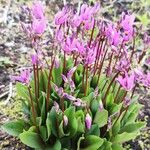 Dodecatheon meadia Blatt