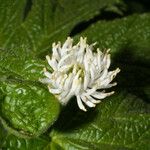 Hydrastis canadensis Цветок