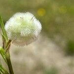 Trifolium tomentosum Fruto