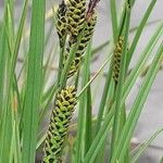 Carex nigra Цвят