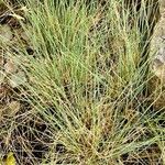 Festuca valesiaca Folha