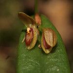 Pleurothallis discoidea 花