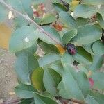 Cotoneaster integerrimus 叶
