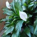Spathiphyllum wallisii Habit