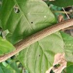 Psychotria carthagenensis Corteza
