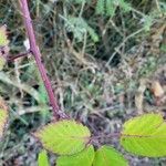 Rubus discolor Bark