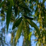 Salix nigra Leaf