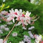 Rhododendron periclymenoides Blomma