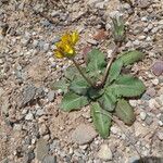 Taraxacum obovatum 整株植物