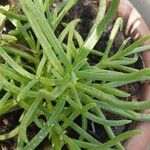 Delosperma cooperi葉