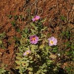 Cistus albidus 整株植物