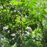 Schefflera morototoni Folla