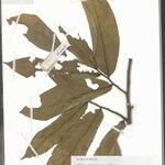 Duguetia megalocarpa Leaf