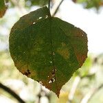 Dombeya ciliata Folla