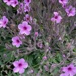 Geranium maderenseFlower