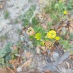 Trifolium campestreBlomst