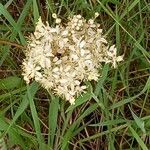 Filipendula vulgaris Цветок