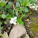 Viola striata Flor