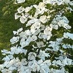 Cornus florida Çiçek