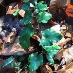 Rubus tricolor Leaf