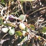 Vaccinium uliginosum Плод