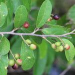 Antidesma rufescens Fruit
