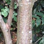 Cercidiphyllum magnificum പുറംതൊലി