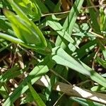 Stellaria palustris Folha