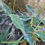 Hieracium phlomoides Leaf