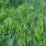 Acacia cognata Fuelha