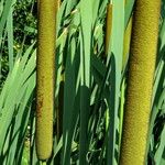 Typha × glauca Плод