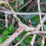 Forsythia intermedia Azala