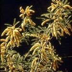 Prosopis pubescens Hábito