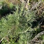 Artemisia californica Blad