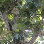 Artocarpus altilis ഫലം