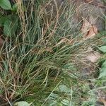 Juncus compressus Frunză