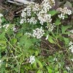 Ageratina altissima Çiçek