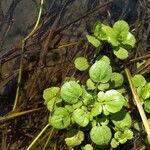 Cardamine flexuosaFolha