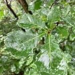 Quercus bicolor Leaf